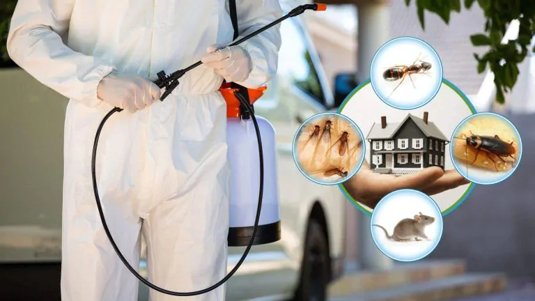 Comprehensive Pest Control Services in Chandigarh — Doctor Pest Solutions